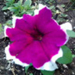 Meet your Posher, Ann